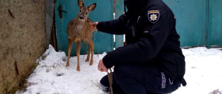 Косуля у приватному дворі: ужгородка вдома зустріла дику тварину