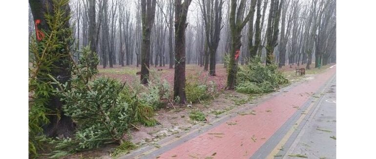 Після свят в Ужгороді в парку можна придбати “безкоштовні” ялинки