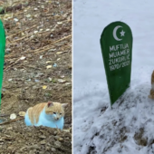 Справжній Хатіко: у Сербії кіт живе на могилі покійного господаря