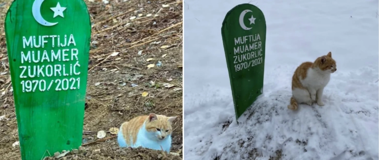 Справжній Хатіко: у Сербії кіт живе на могилі покійного господаря