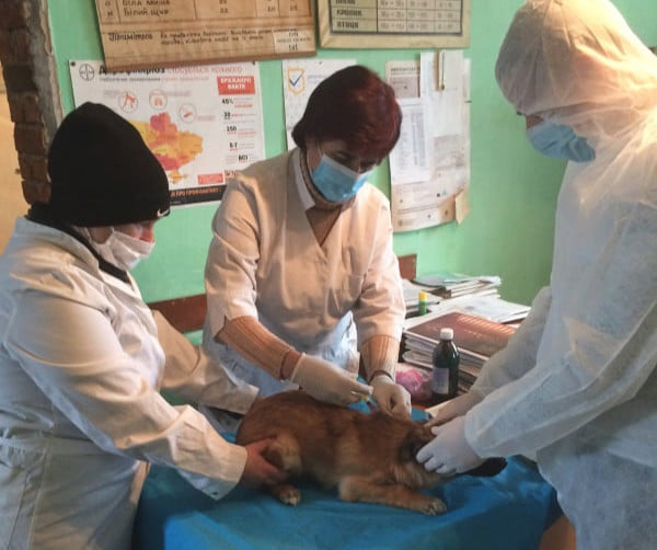 Домашніх тварин на Рахівщині щеплять від чуми