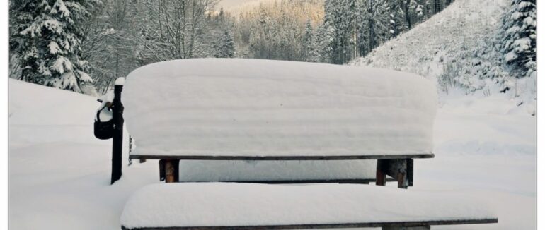 Засніжений ліс Рахівщини: неймовірні світлини