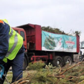 Утилізація ялинок в Ужгороді: як і куди потрібно відносити новорічні дерева