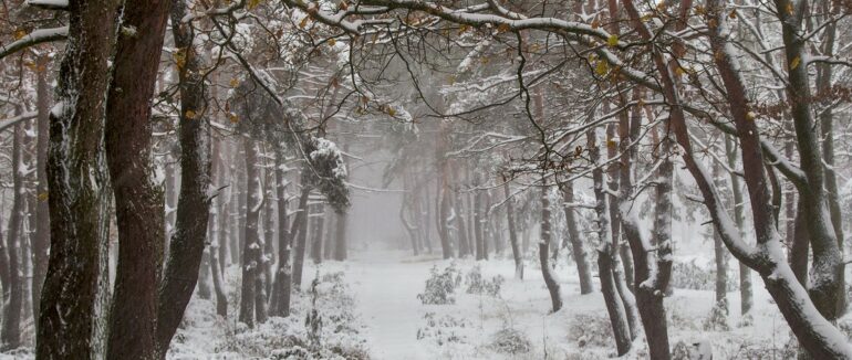 На Закарпатті у лісі заблукало двоє людей