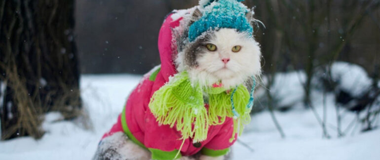 На Закарпаття сунуть сильні морози