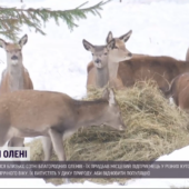 Закарпатський фермер по всьому світі закупив майже сотню оленів, щоб поповнити ними ліси Карпат