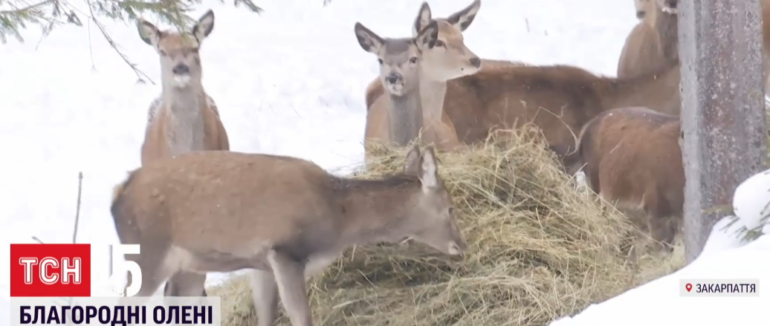 Закарпатський фермер по всьому світі закупив майже сотню оленів, щоб поповнити ними ліси Карпат