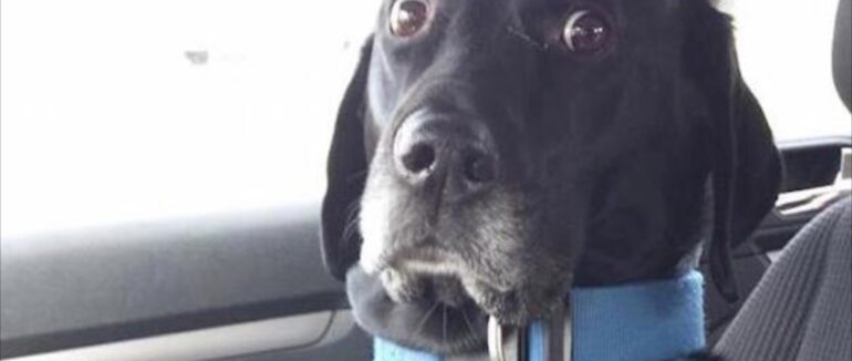 Міськрада Ужгорода має виплатити автовласнику 37 000 гривень, бо його автомобіль покусали собаки