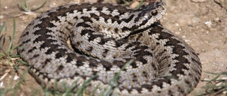 36 закарпатців минулоріч постраждало від укусів змій