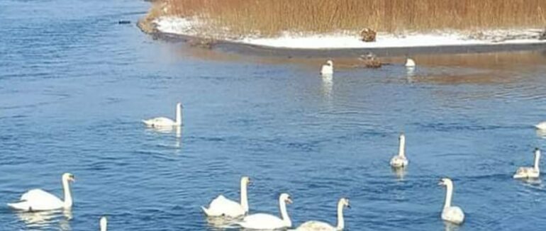 На Тисі оселилися з десяток лебедів