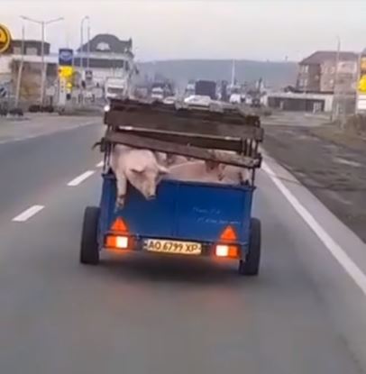 На Закарпатті у фермера по дорозі випала свиня з автомобіля