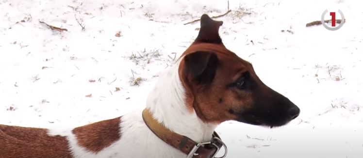 В Мукачеві облаштували спеціальний майданчик для вигулу собак (ВІДЕО)