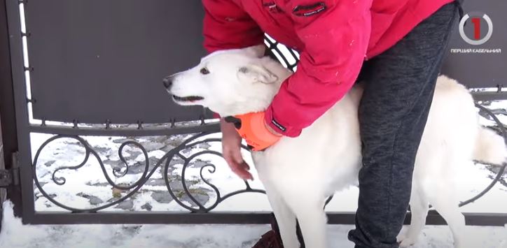 Як вберегти себе від смертельної недуги: на Мукачівщині у домашньої собаки виявили сказ (ВІДЕО)