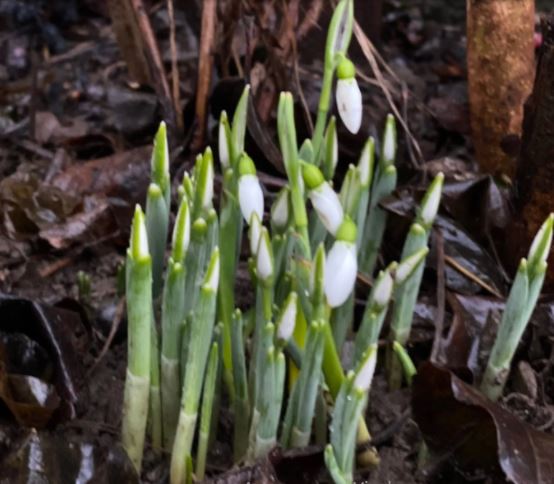 На Закарпатті вже розквітають перші підсніжники