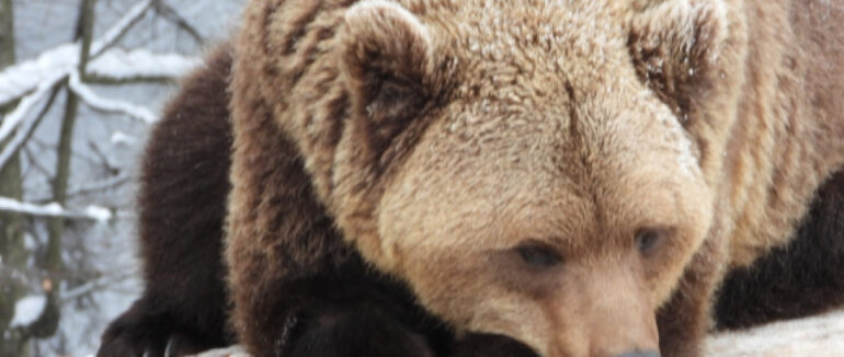 У реабілітаційному центрі на Закарпатті залягли у сплячку понад 30 ведмедей