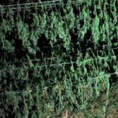 Вилучили понад 40 кг канабісу, призначеного для збуту: на Берегівщині судитимуть закарпатця