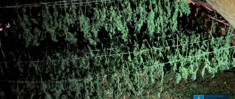 Вилучили понад 40 кг канабісу, призначеного для збуту: на Берегівщині судитимуть закарпатця