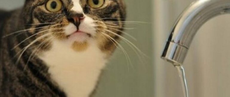 Частина Ужгорода залишиться сьогодні без води