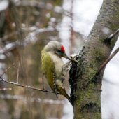 Народне свято 6 лютого: особливості дня, що можна і не можна робити сьогодні