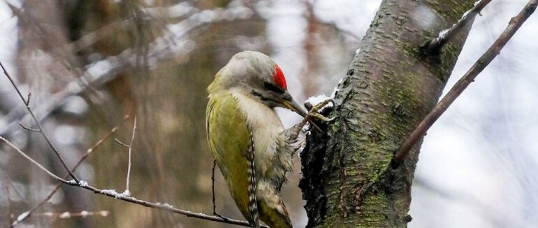 Народне свято 6 лютого: особливості дня, що можна і не можна робити сьогодні
