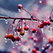 Народне свято 5 лютого: прикмети, заборони і традиції сьогодні