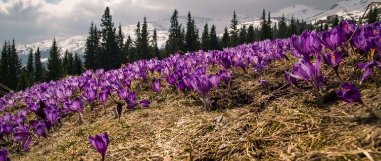 На Закарпатті штрафуватимуть за збір та продаж первоцвітів