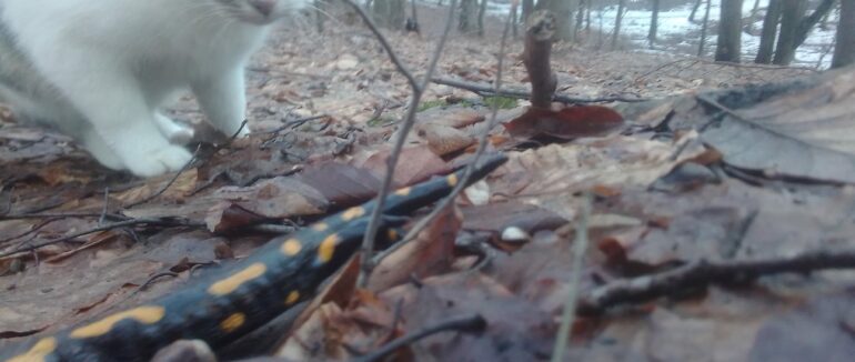 На Закарпатті уже прокинулися вогняні ящірки