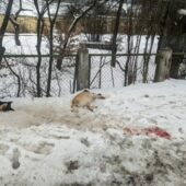 Жахливі кадри: у Міжгір’ї знайшли мертвими трьох собак