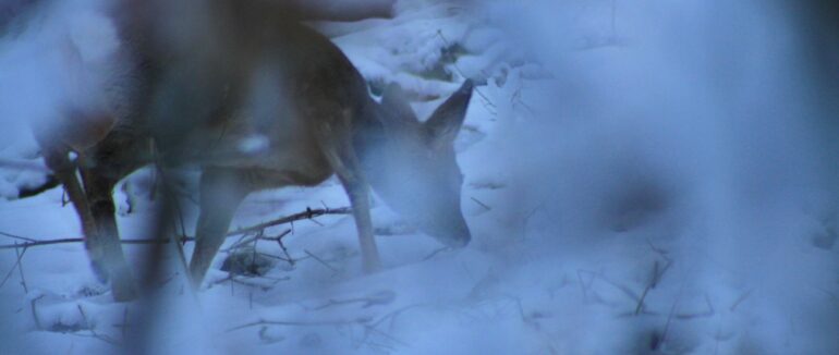 На Закарпатті очевидці зафіксували стадо косуль у лісі