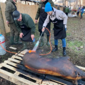 Фестиваль різників: закарпатці здобули перемогу на масштабному фестивалі в Угорщині