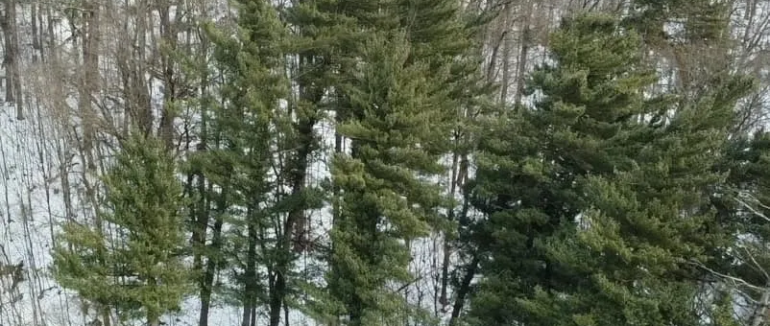 «Геліос»: на Закарпатті зростає найвищий гігант у Європі