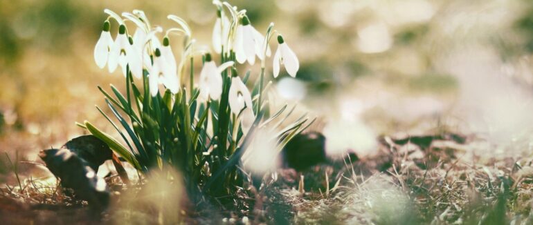 Кліматолог попередила про різке настання весни