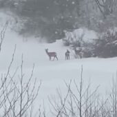 На Закарпатті біля автотраси закадрували оленів та фазанів