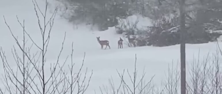 На Закарпатті біля автотраси закадрували оленів та фазанів