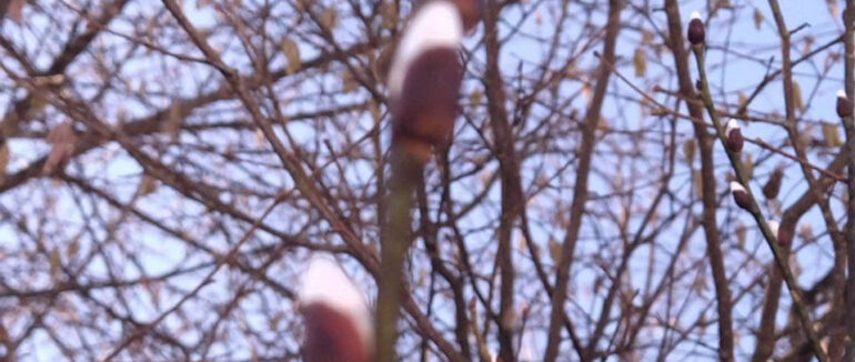 На Закарпатті вже розпускаються вербові котики та зацвіли перші проліски