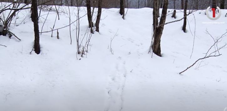 Зимова підгодівля: допомога диким звірям під час снігопаду (ФОТО, ВІДЕО)