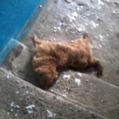 В Ужгороді не відомі труять собак: зафіксована кілька випадків – соцмережі