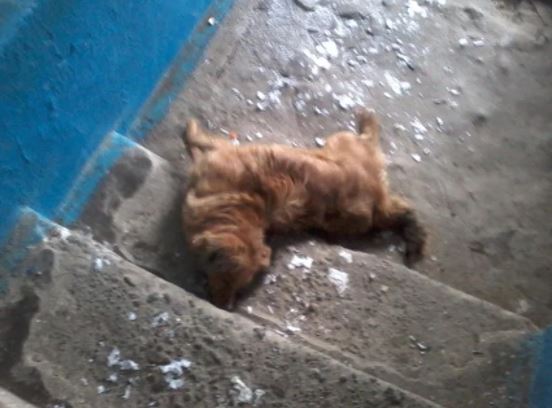 В Ужгороді не відомі труять собак: зафіксована кілька випадків – соцмережі