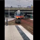 Розгулювали по трамвайним коліям: у Братиславі очевидці зняли на відео сім’ю кабанчиків