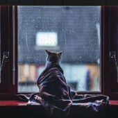 Впродовж цього тижня на Закарпатті прогнозують хмарну та дощову погоду