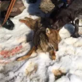 На Закарпатті мисливці вполювали шакала