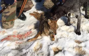 На Закарпатті мисливці вполювали шакала
