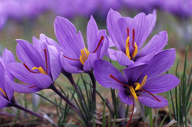 На Закарпатті почався період цвітіння шафрану Гейфеля