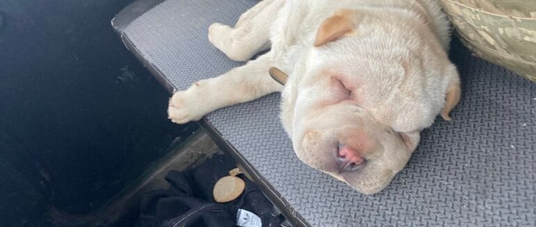 128-му бригаду в зоні бойових дій поповнив щеня шарпей