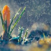 На Закарпаття насувається сильна негода: оголошено другий рівень небезпеки