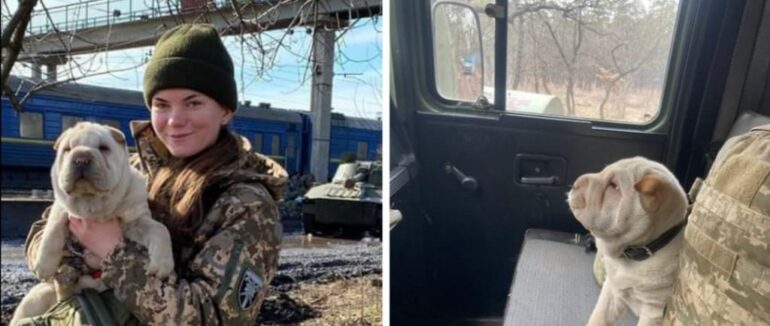 Бійці Закарпатської 128-ї бригади розповіли про шарпея Альму, який допомагає на передовій