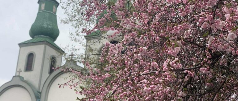 Сакуровий бум: в Мукачеві триває цвітіння шаленої сакури