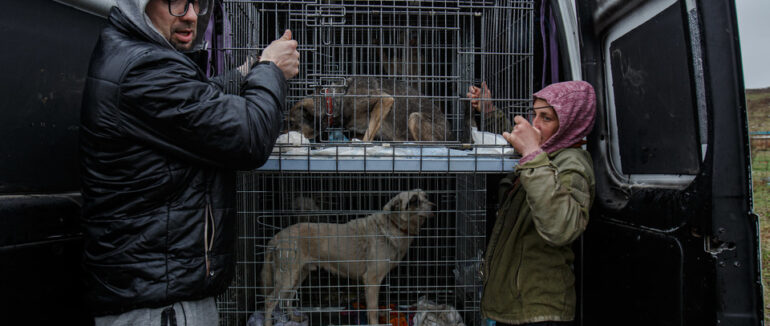 Ужгород приймає чотирилапих біженців з Київщини, деякі попрямують до інших країн