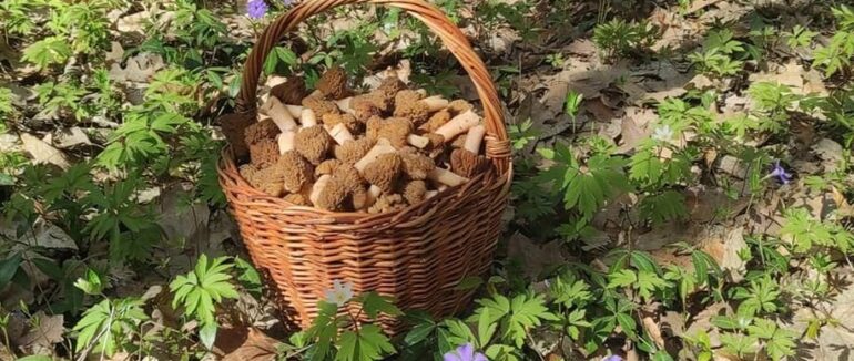 На Закарпатті вже збирають перші у 2022 році гриби (ФОТО)