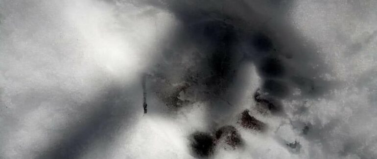 На Рахівщині у горах прокинулися ведмеді